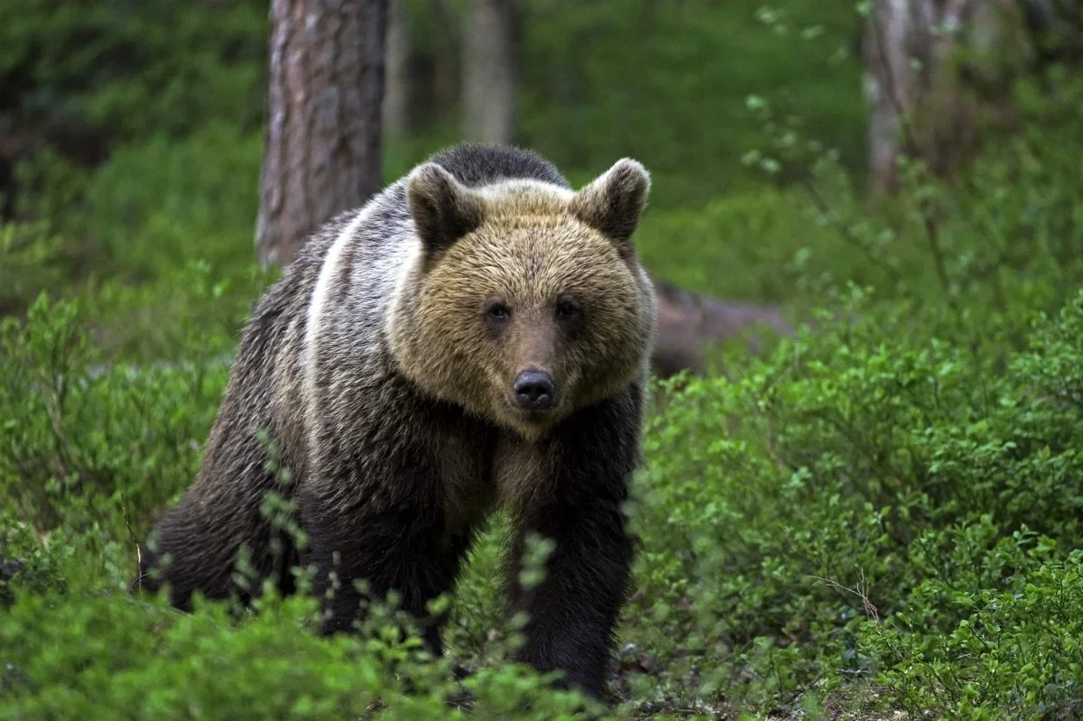 Bear+WildSweden+small.jpg?